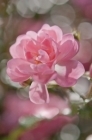 Fototapety Růžová romantická kytice
