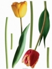 Nástěnná dekorace Tulipány