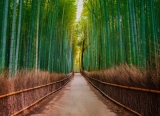 Fototapeta Vlies Livingwalls Bambusový park